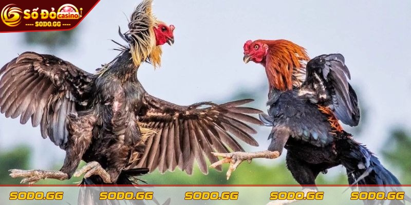 Cá Cược Đá Gà SODO - Kênh Chơi Uy Tín, Nạp Rút Nhanh - ca cuoc da ga sodo dung thuc luc chien ke Muốn thắng lâu dài, phải đọc đúng thực lực chiến kê