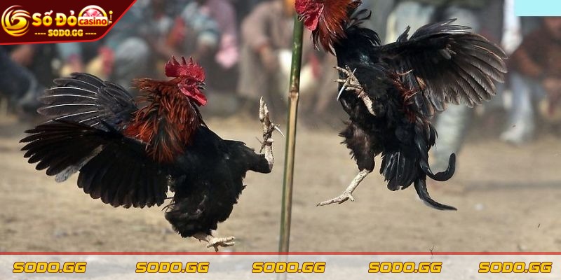 Cá Cược Đá Gà SODO - Kênh Chơi Uy Tín, Nạp Rút Nhanh - ca cuoc da ga sodo ga my noi bat Gà Mỹ nổi bật bởi thể hình nhỏ