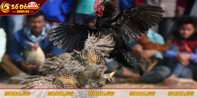 Đá Gà Ăn Tiền Thật - Trực Tiếp, Cược Nhanh, Thắng Lớn - da ga an tien that moi quoc gia co quy dinh rieng Mỗi quốc gia có quy định riêng về hình thức cá cược