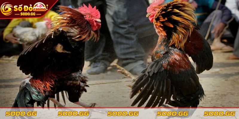 Đá Gà Ăn Tiền Thật - Trực Tiếp, Cược Nhanh, Thắng Lớn - da ga an tien that thong tin Thông tin về đá gà ăn tiền thật