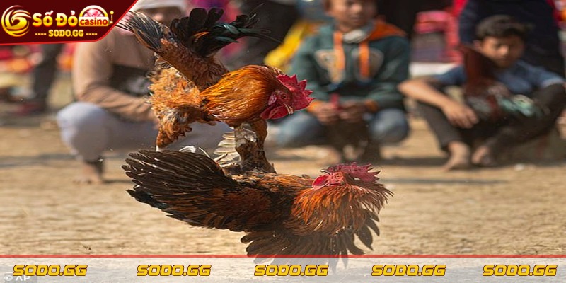Đá Gà Ăn Tiền Thật - Trực Tiếp, Cược Nhanh, Thắng Lớn - da ga an tien that tu soi thomo philippines Tất cả trận đấu đều được truyền hình thẳng