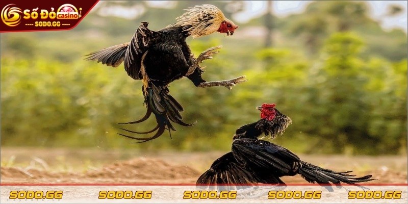 Đá Gà Trực Tiếp Thomo - Sân Chơi Máu Lửa Khuấy Động Cược Thủ - da ga truc tiep thomo doi dieu Đôi điều về hình thức đá gà trực tiếp Thomo