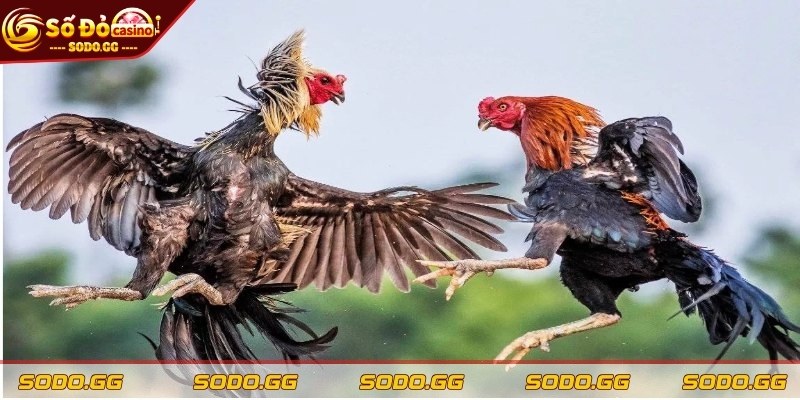 Đá Gà Trực Tiếp Thomo - Sân Chơi Máu Lửa Khuấy Động Cược Thủ - da ga truc tiep thomo luat choi Điểm qua tất tần tật về luật đá gà trực tiếp Thomo