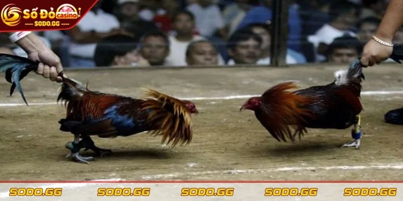 Đá Gà Trực Tiếp Thomo - Sân Chơi Máu Lửa Khuấy Động Cược Thủ - da ga truc tiep thomo tim hieu Tìm hiểu hai loại hình đá gà trực tiếp Thomo phổ biến