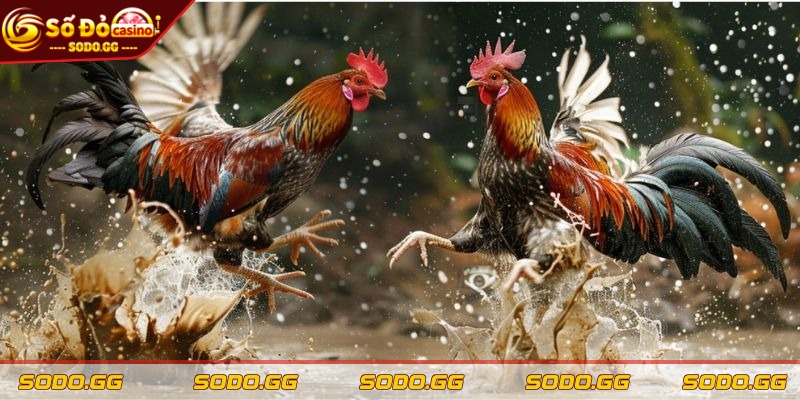 Mẹo Soi Kèo Đá Gà - Bí Kíp Chiến Thắng Tại Nhà Cái SODO - meo soi keo da ga phong do cua chien ke Mẹo soi kèo đá gà về quan sát phong độ của chiến kê