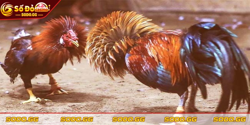 Mẹo Soi Kèo Đá Gà - Bí Kíp Chiến Thắng Tại Nhà Cái SODO - meo soi keo da ga quan sat dieu kien Quan sát điều kiện môi trường thi đấu