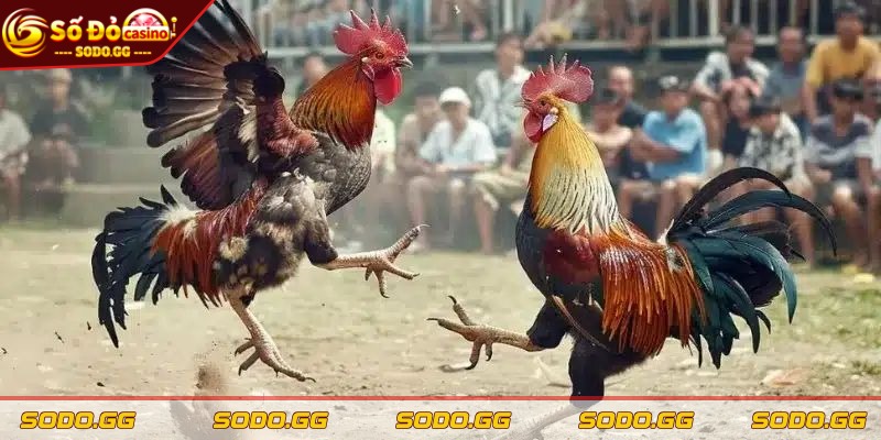 Mẹo Soi Kèo Đá Gà - Bí Kíp Chiến Thắng Tại Nhà Cái SODO - meo soi keo da ga tong quan Tổng quan về kèo chọi kê tại nhà cái