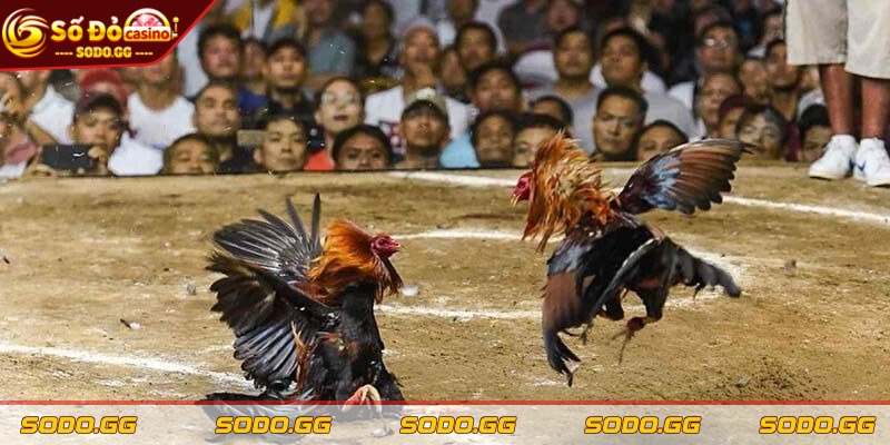 Cá Cược Đá Gà SODO - Kênh Chơi Uy Tín, Nạp Rút Nhanh - thong tin ve ca cuoc da ga sodo Thông tin về cá cược đá gà SODO