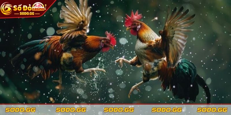 Xem Đá Gà Campuchia Hôm Nay Tại SODO Nhanh, Chuẩn Hd - xem da ga campuchia hom nay chi can 10 giay dau giao tranh Sau khi vào sân, chỉ cần 10 giây đầu giao tranh